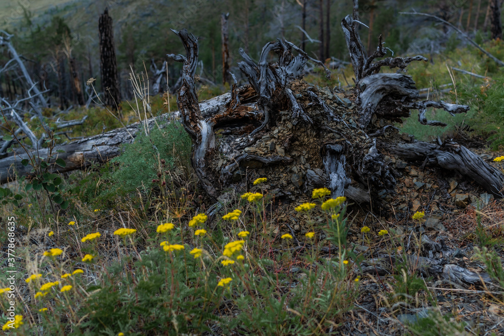white brown gray dry patterned twisting tangled roots of old dead tree among yellow flowers and green grass in forest of baikal white brown gray dry patterned twisting tangled roots of old dead tree among yellow flowers and green grass in forest of baikal
