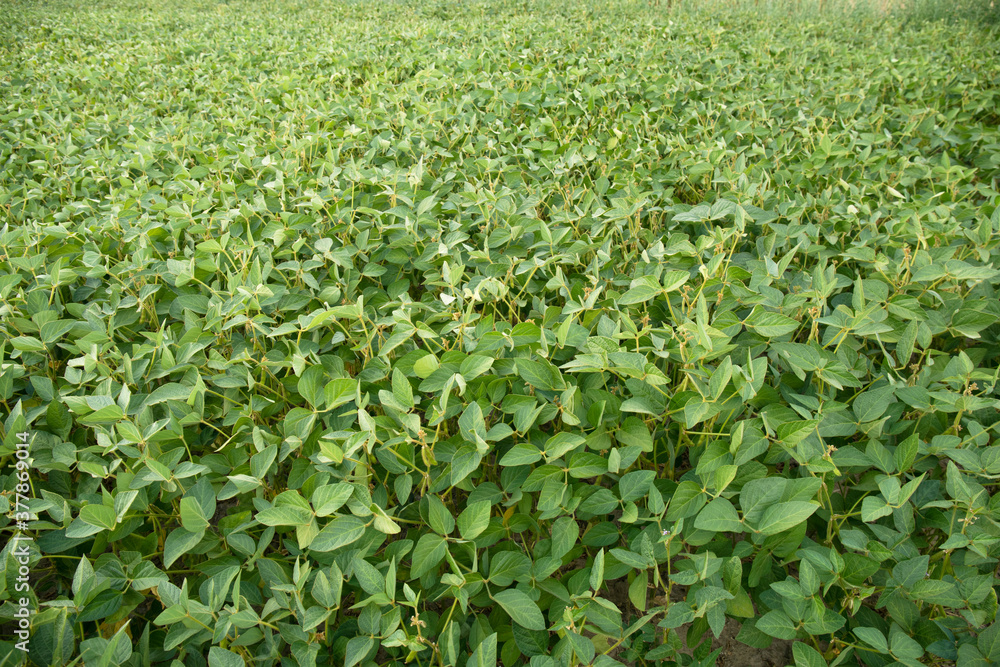 Rural landscape with fresh green soy field. Soybean field