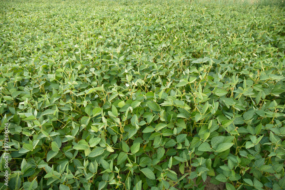 Rural landscape with fresh green soy field. Soybean field Rural landscape with fresh green soy field. Soybean field