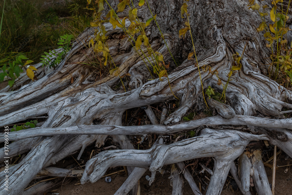 white gray dry twisting patterned tangled roots of old dead tree with yellow green grass on brown sand