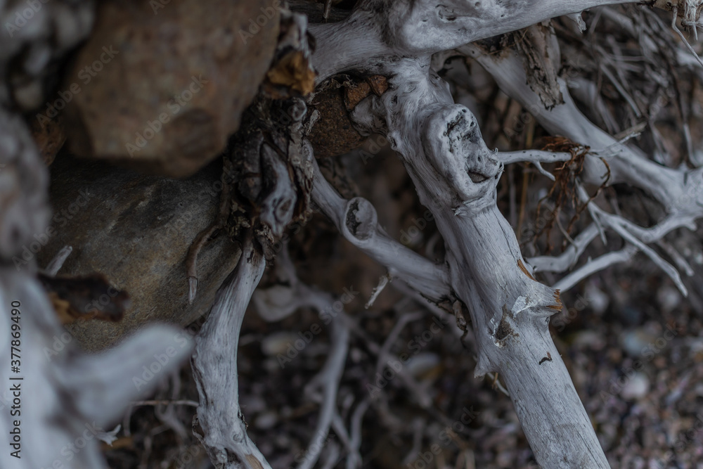 white gray dry twisting tangled roots of old dead tree white gray dry twisting tangled roots of old dead tree