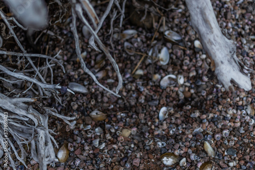 white gray dry twisting roots of old dead tree on background of sand earth with shells and pebbles
