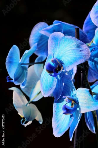 Pi  kna niebieska orchidea