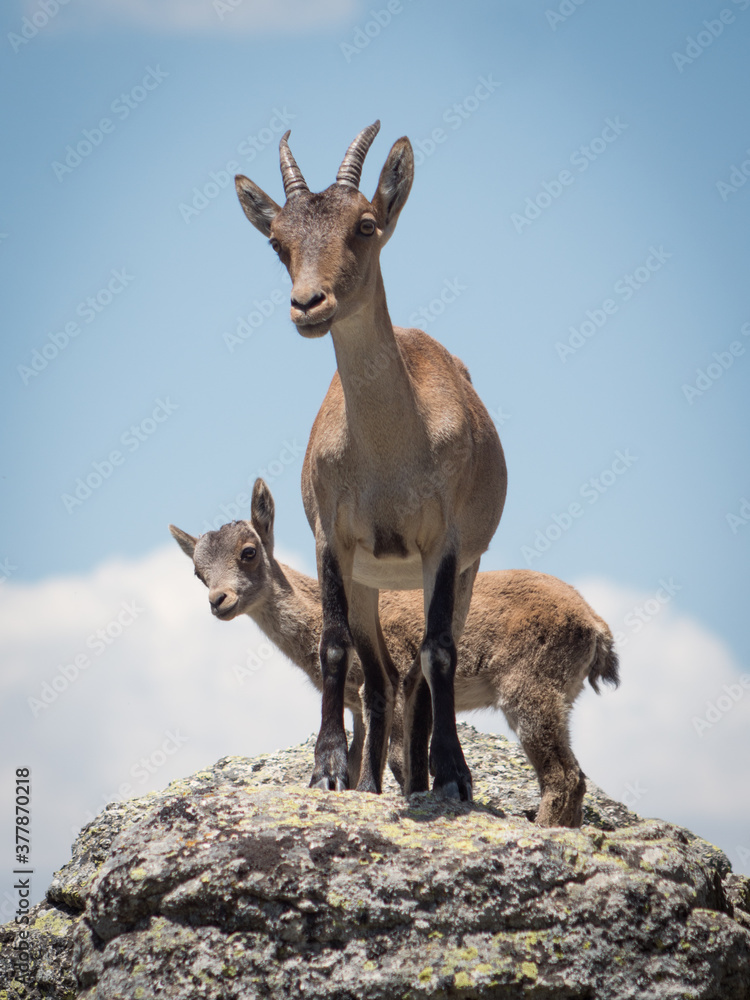 P.N. de Guadarrama, Madrid, Spain. Female goat with her buckling. P.N. de Guadarrama, Madrid, Spain. Female goat with her buckling.