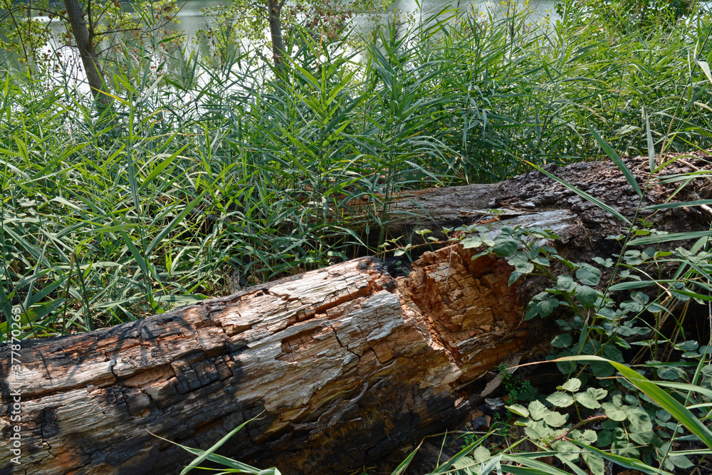 totholz im auwald totholz im auwald