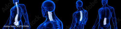 Foto Spinal Cord Vertebral Column of Human Skeleton System Anatomy