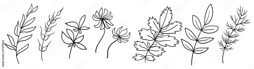 Set of handmade floral elements, plants and flowers. Sketchy design elements.  Line art, continuous line,  elegant outline. Vector hand drawn trendy illustrations. Isolated branches on a white