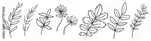 Set of handmade floral elements, plants and flowers. Sketchy design elements. Line art, continuous line, elegant outline. Vector hand drawn trendy illustrations. Isolated branches on a white