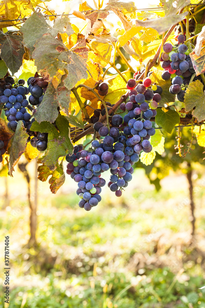 Rote Weintrauben auf Weinstock. Trauben im Weingarten zur Erntezeit. Red  grapes on vine. Grapes in the vineyard at harvest time. Stock Photo | Adobe  Stock