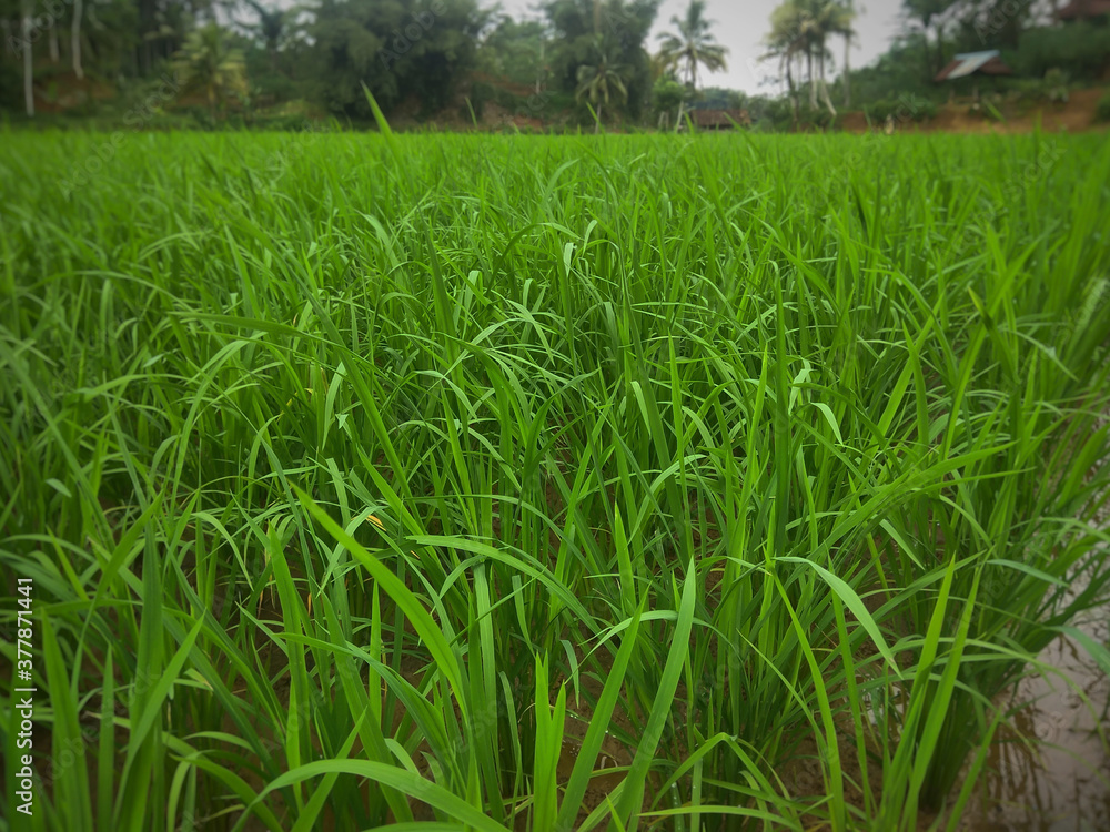 Beautiful landscape view of vast rice fields with hills and large trees behind it on the island of Java, Indonesia. Beautiful landscape view of vast rice fields with hills and large trees behind it on the island of Java, Indonesia.