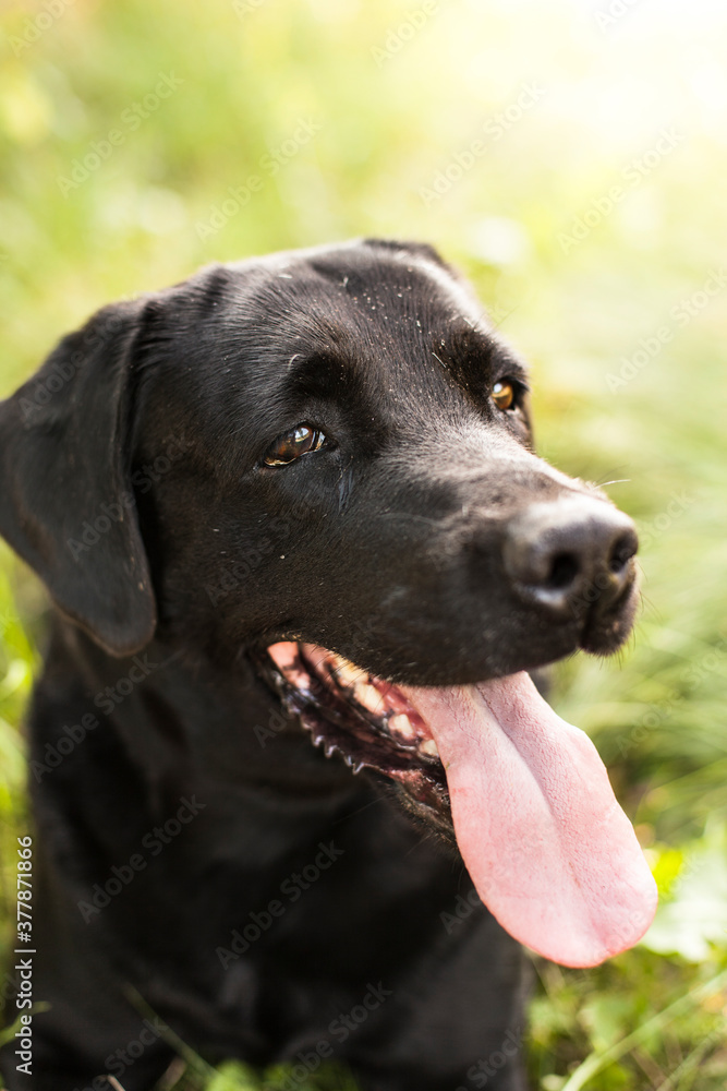 Dog panting with tongue in heat.
Hund hechelt mit Zunge bei Hitze.