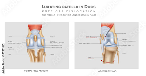 The medial luxating patella in dogs and healthy join, detailed colourful info poster. photo