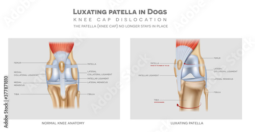 The medial luxating patella in dogs and healthy join, detailed colourful info poster.
