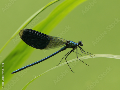 Beautiful damselfly Calopteryx splendens   on a blade of grass in the river © NATALYA