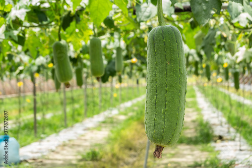 Fotografie loofah farm scenery