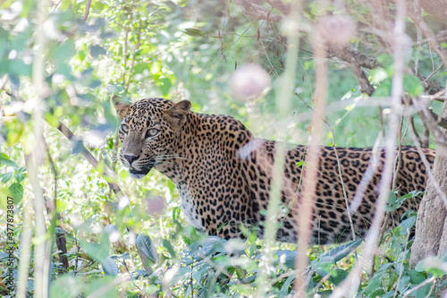 Leopard Shrilanka Yala Sumer Nature