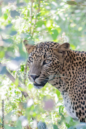 Leopard Shrilanka Yala Sumer Nature