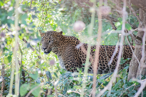 Leopard Shrilanka Yala Sumer Nature