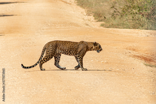 Leopard Shrilanka Yala Sumer Nature