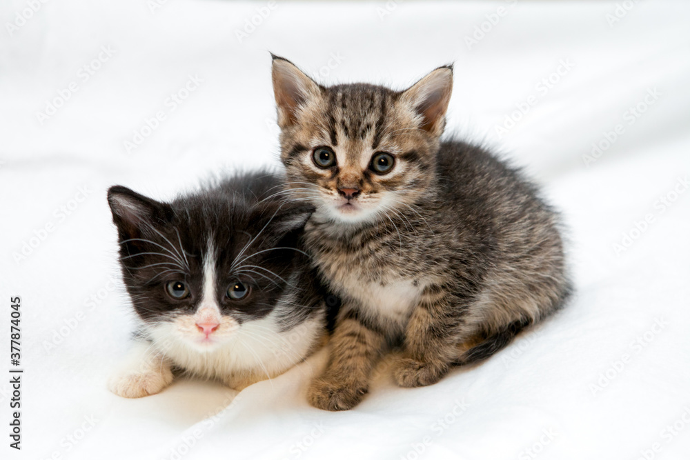 Two kittens sitting together