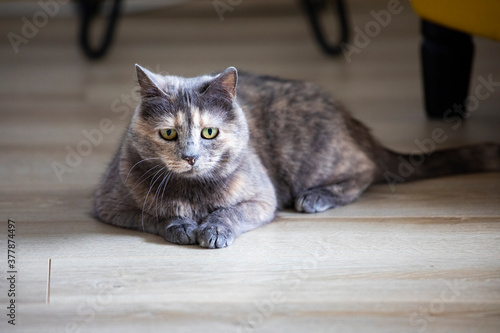 Fluffy brown and grey cat in her home