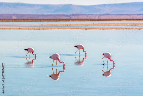 Andean flamingos in Laguna Chaxa, Atacama salar, Chile photo