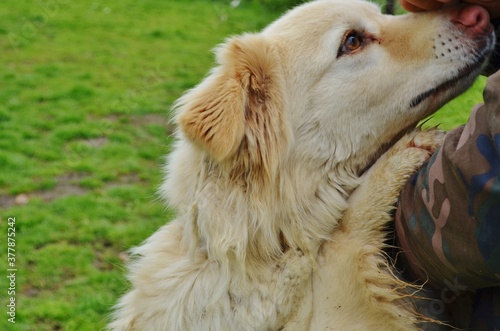 White golden retriever at the park