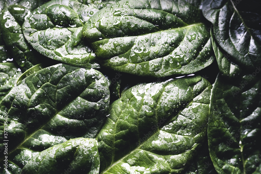 Macro photography of fresh spinach. Concept of organic food. healthy foods, vegan Macro photography of fresh spinach. Concept of organic food. healthy foods, vegan