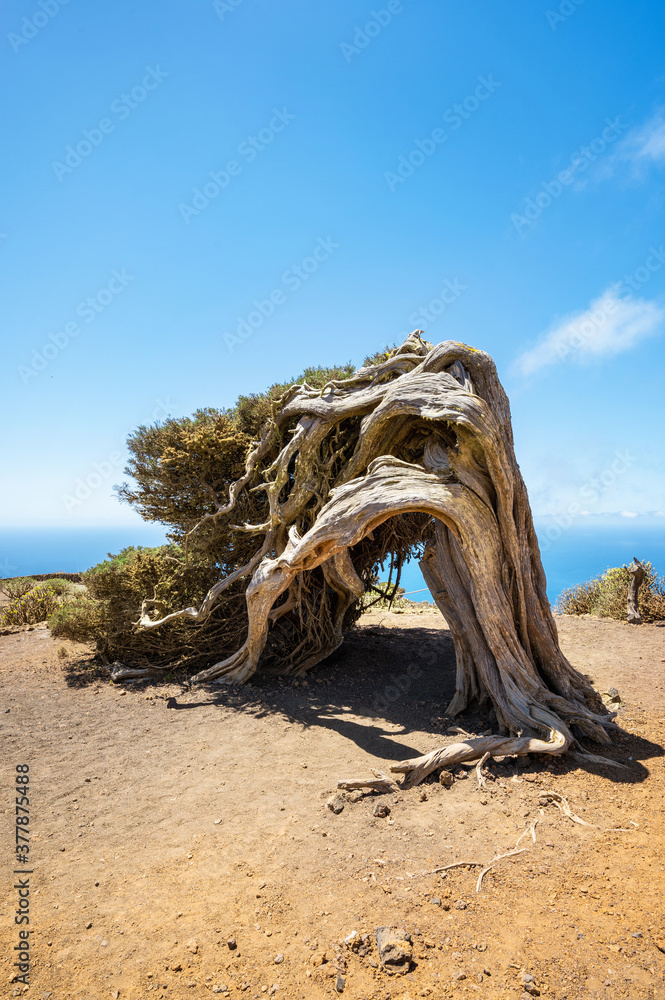 Juniper tree bent by wind. Famous landmark in El Hierro, Canary Islands.  High quality photo foto de Stock | Adobe Stock