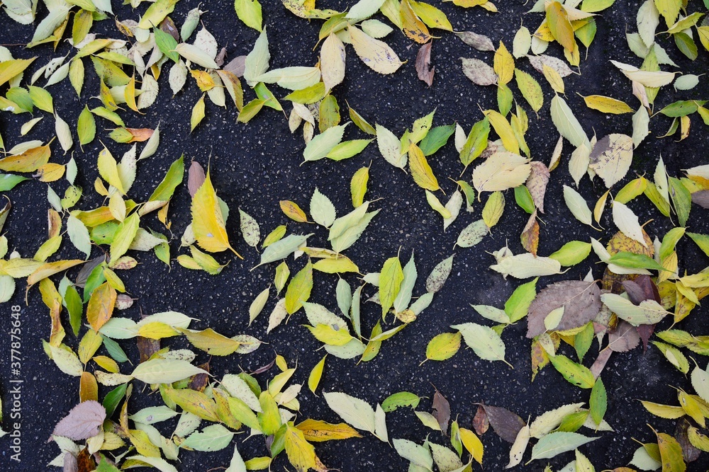 Wallpaper-like picture of green, golden and yellow autumn leaves on the wet asphalt in Bologna, Italy Wallpaper-like picture of green, golden and yellow autumn leaves on the wet asphalt in Bologna, Italy