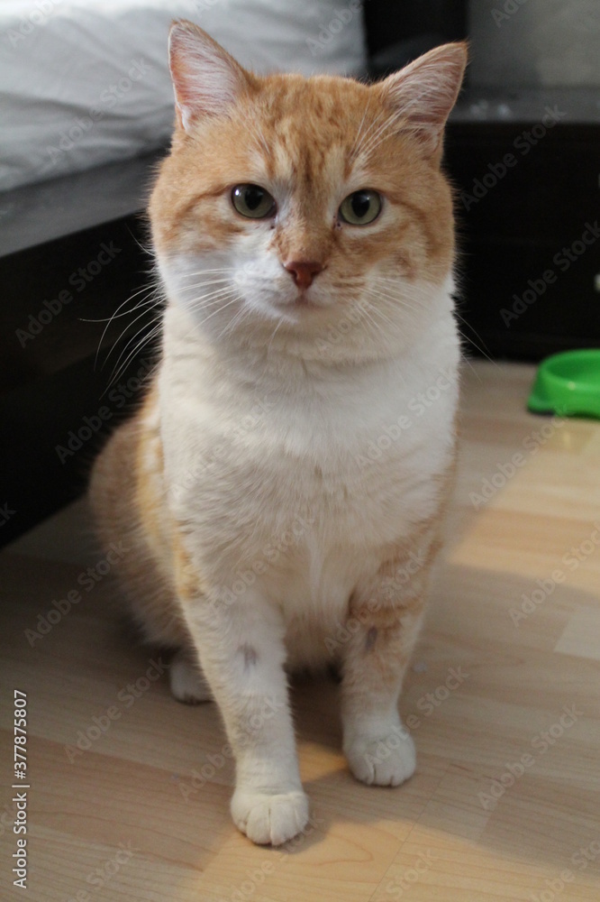 Orange and white male cat in his room. Orange and white male cat in his room.