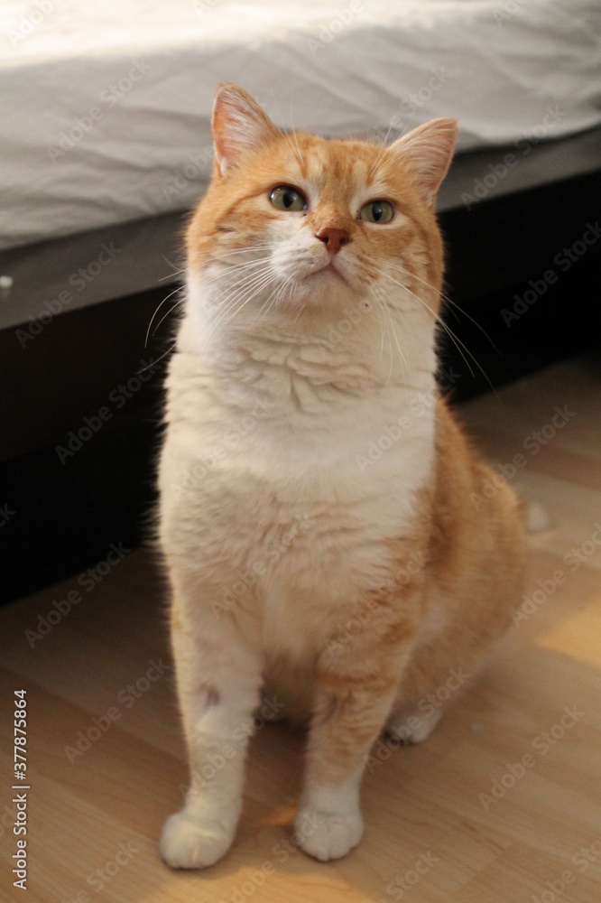 Orange and white male cat in his room. Orange and white male cat in his room.