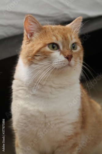 Orange and white male cat in his room. © Filip