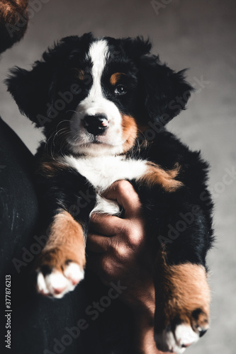 Young, Bernese Mountain Dogs in the hands. Concept of care, training and raising of animals