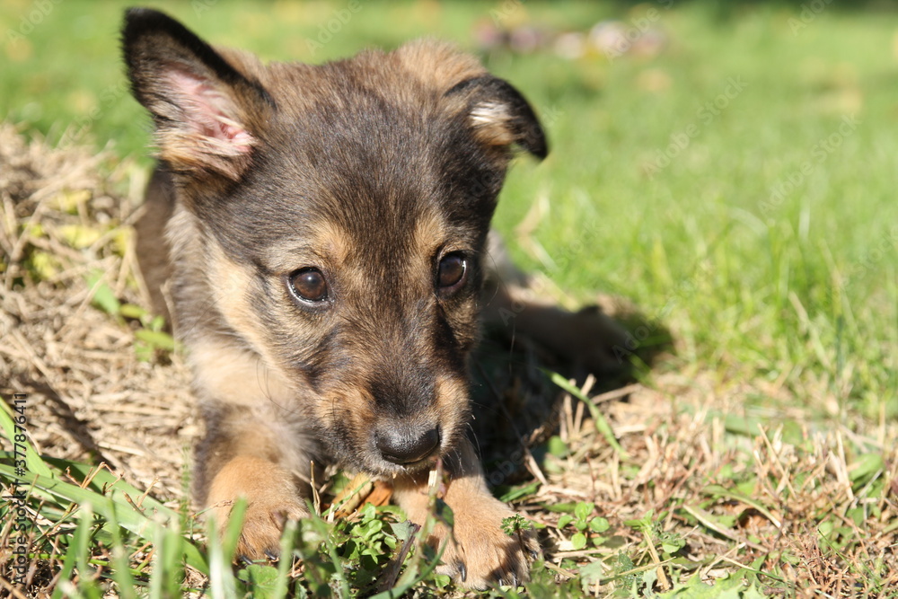 Cute little brown puppy dog in the park Cute little brown puppy dog in the park