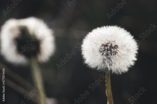 Dandelion seeds in the morning sunlight blowing away across a fresh green background