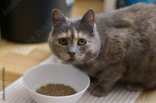 Grey and brown cat eating from white bowl of cat food.