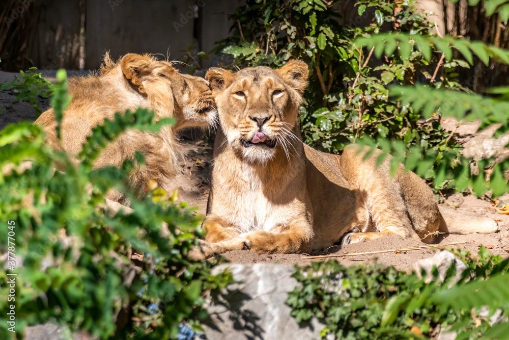 Two young lions in a zoo, relaxing and cleaning each other their fur in their outdoor enclosure at a sunny day in summer. Two young lions in a zoo, relaxing and cleaning each other their fur in their outdoor enclosure at a sunny day in summer.