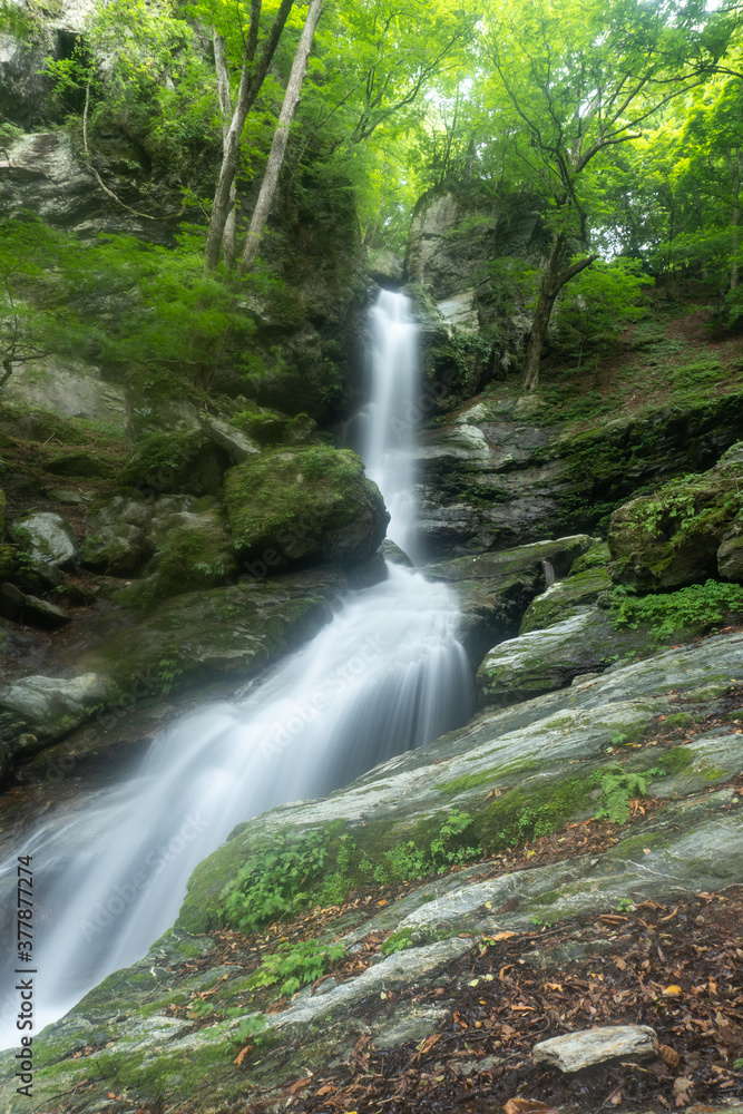 Fototapeta premium 滝