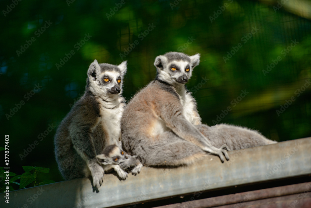 Fototapeta premium lemur na drzewie