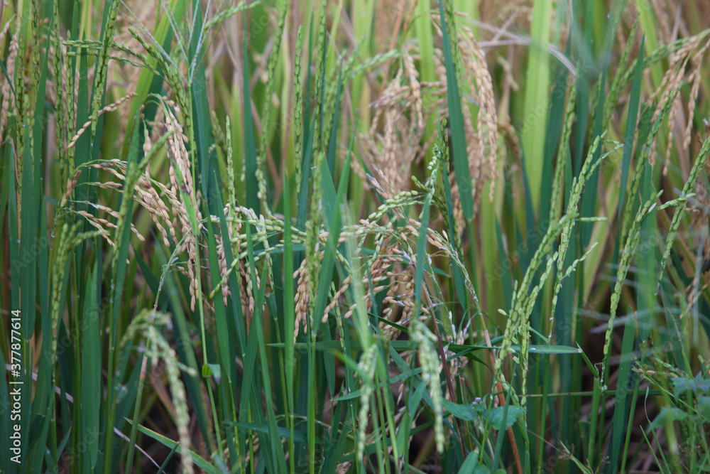 Obraz premium Rice terraces of Sapa, Vietnam