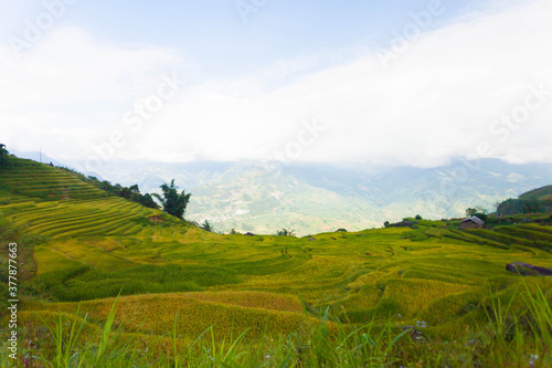 Rice terraces of Sapa, Vietnam © binhdd