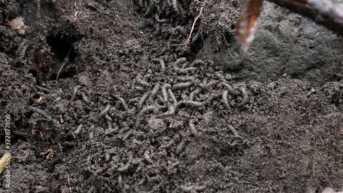Wallpaper Mural Colonies of larvae underground. A many worms - grubs are writhe between roots in earth. Torontodigital.ca