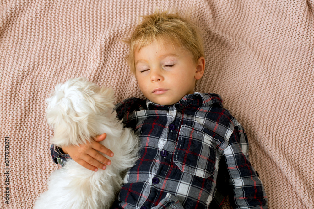 Cute toddler boy, sleeping with little white puppy dog, maltese in the afternoon Cute toddler boy, sleeping with little white puppy dog, maltese in the afternoon