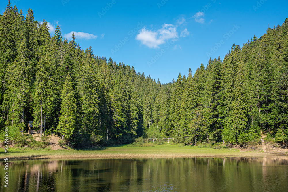 A picturesque lake in the middle of a coniferous forest in the mountains. Synevyr.