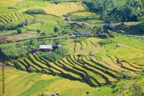 Rice fields on terraced of Mu Cang Chai, YenBai, Vietnam. Rice fields prepare the harvest at Northwest Vietnam.Vietnam landscapes