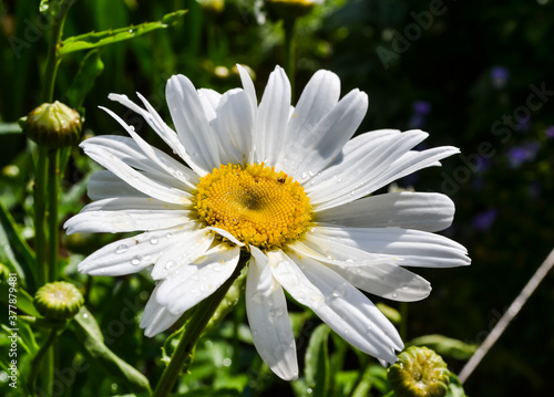 white-yellow flower with green grass in a summer Park  chamomile