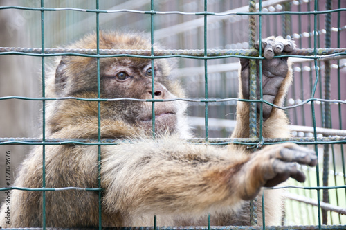 Singe en cage , tristesse zoo  photo