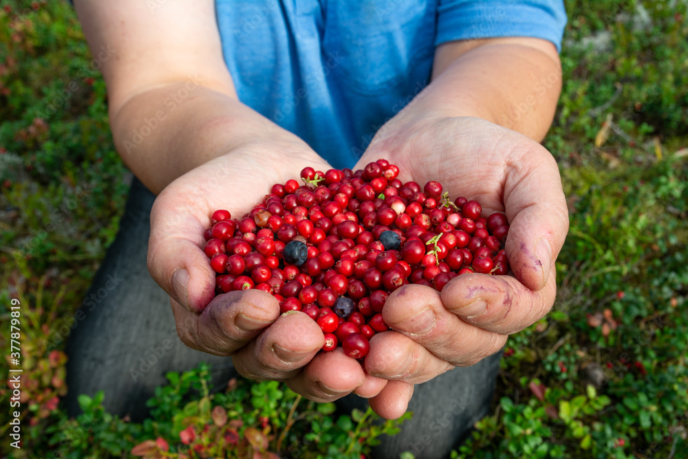 Red cranberries on woman hands. Red cranberries on woman hands.