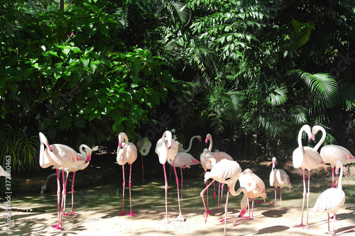 Flock of pink flamingos in tropical garden or bird park. Phoenicopterus roseus
